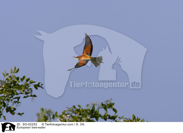 Bienenfresser / European bee-eater / SO-02252