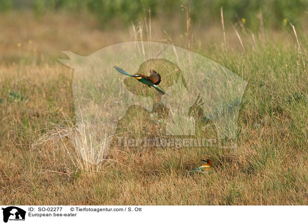 Bienenfresser / European bee-eater / SO-02277