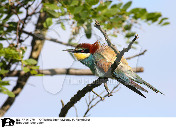 Bienenfresser / European bee-eater / FF-01076