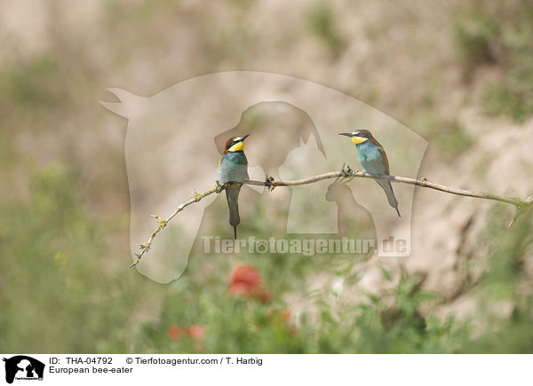 Bienenfresser / European bee-eater / THA-04792