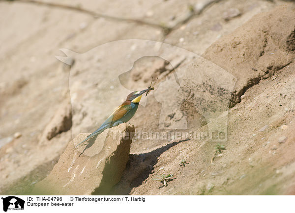 Bienenfresser / European bee-eater / THA-04796