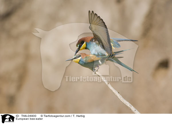 Bienenfresser / European bee-eater / THA-04800