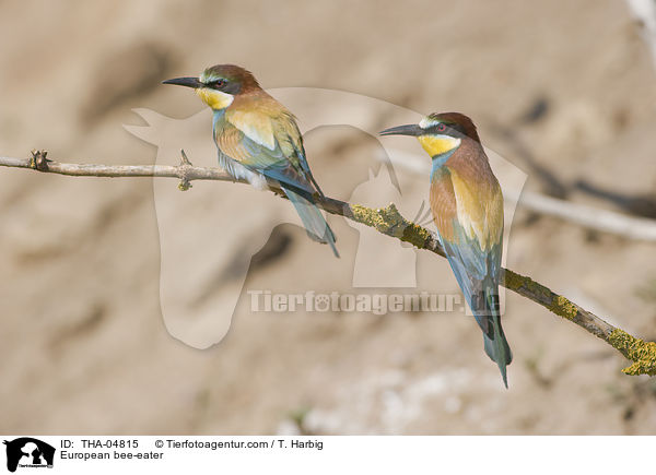 Bienenfresser / European bee-eater / THA-04815