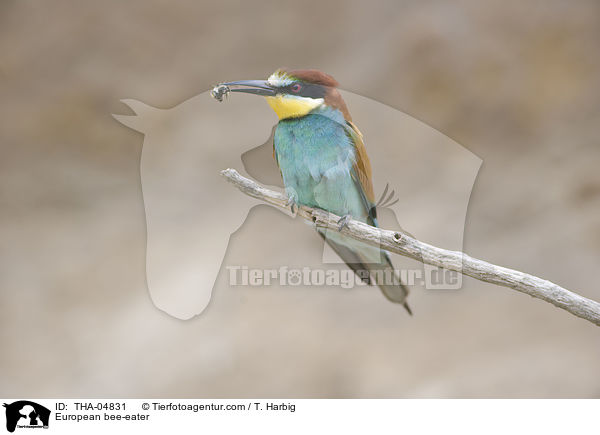 Bienenfresser / European bee-eater / THA-04831