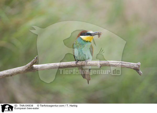 Bienenfresser / European bee-eater / THA-04838