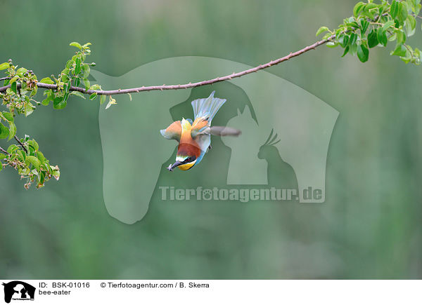 Bienenfresser / bee-eater / BSK-01016