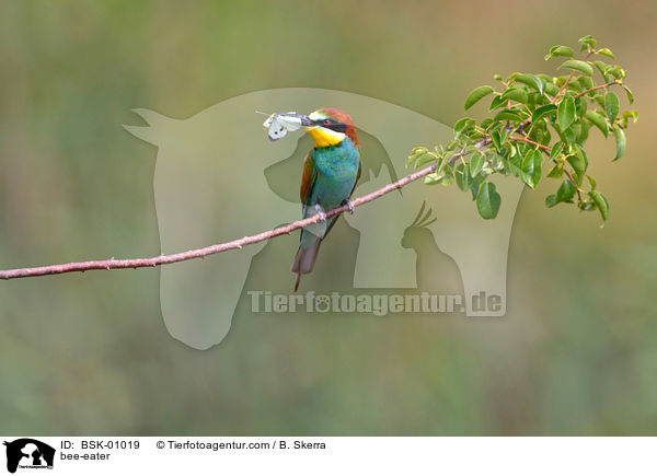 Bienenfresser / bee-eater / BSK-01019