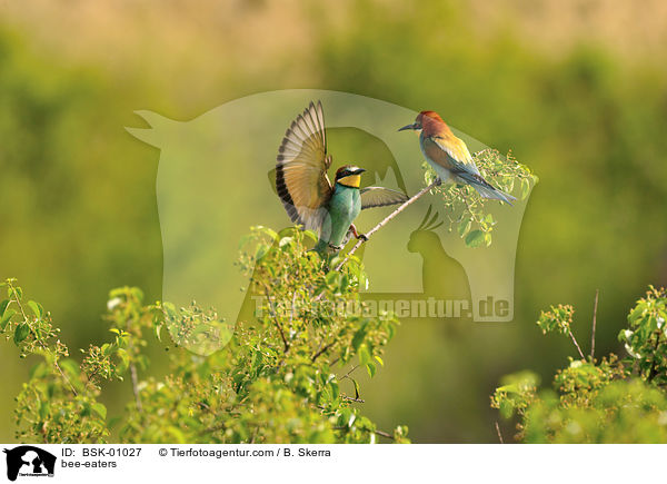 Bienenfresser / bee-eaters / BSK-01027
