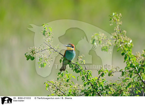 Bienenfresser / bee-eater / BSK-01033