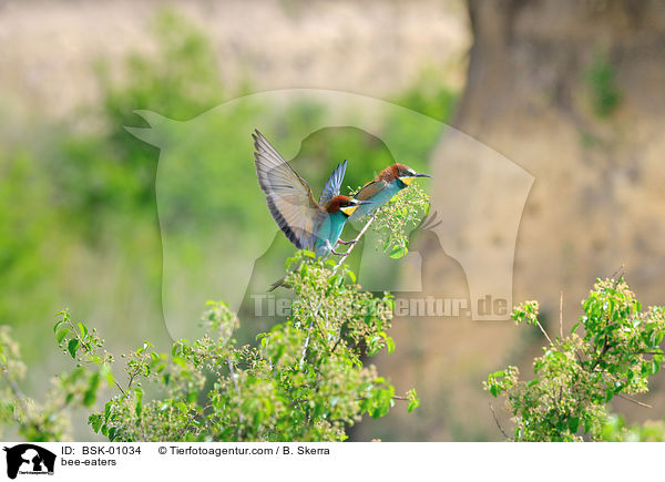 Bienenfresser / bee-eaters / BSK-01034