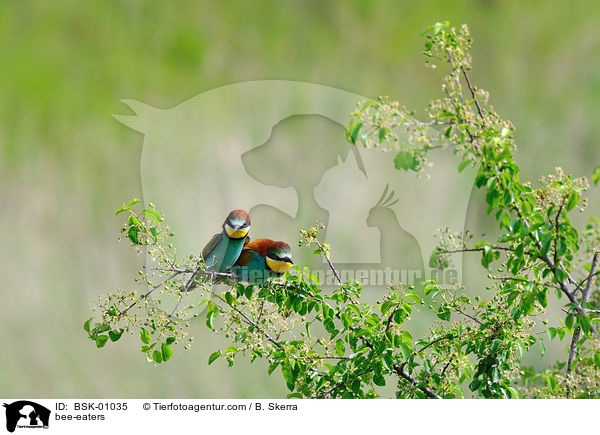 bee-eaters / BSK-01035