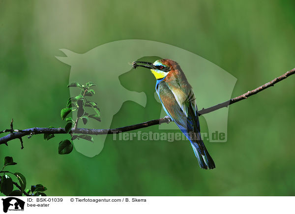 Bienenfresser / bee-eater / BSK-01039