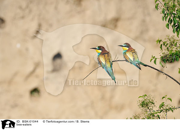 Bienenfresser / bee-eaters / BSK-01044