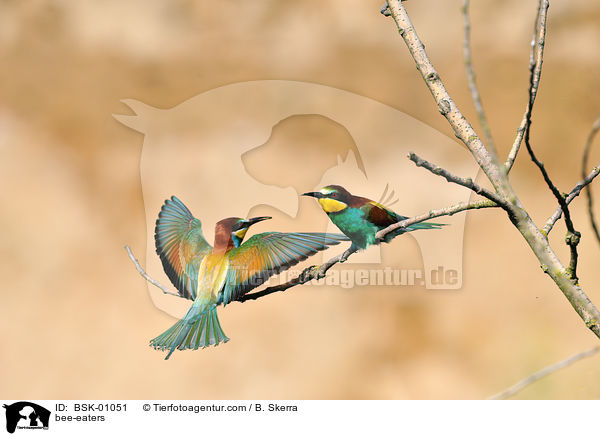 Bienenfresser / bee-eaters / BSK-01051