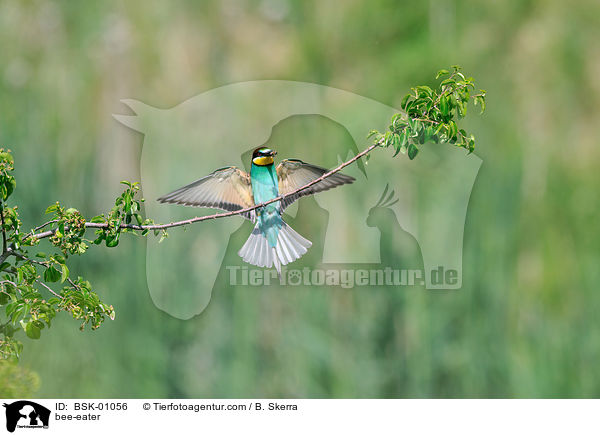 Bienenfresser / bee-eater / BSK-01056