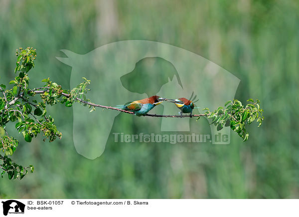 Bienenfresser / bee-eaters / BSK-01057