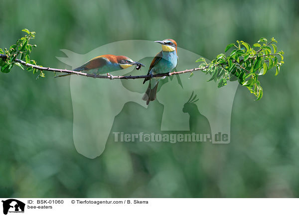 Bienenfresser / bee-eaters / BSK-01060