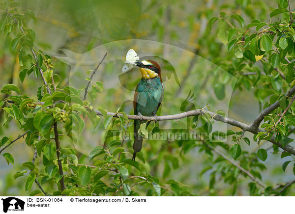 Bienenfresser / bee-eater / BSK-01064