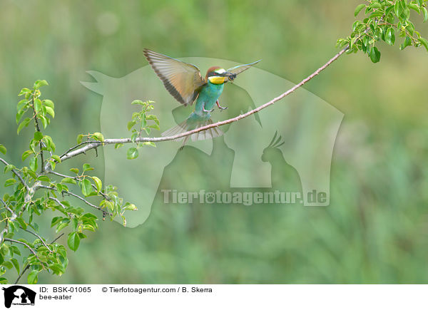 Bienenfresser / bee-eater / BSK-01065
