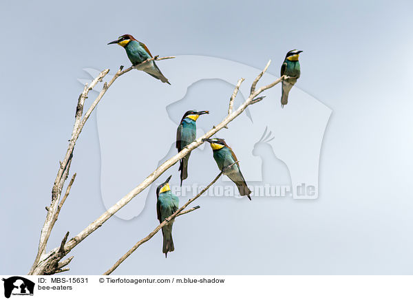 Bienenfresser / bee-eaters / MBS-15631