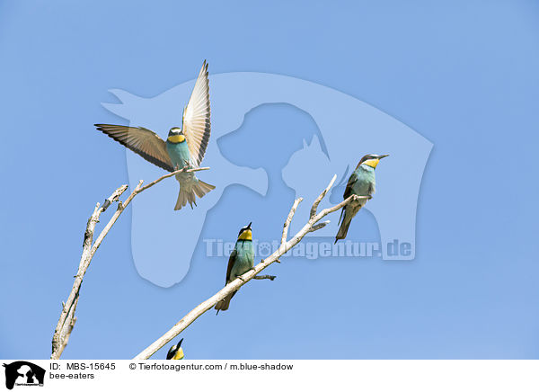 Bienenfresser / bee-eaters / MBS-15645