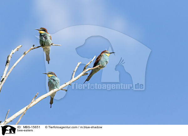 Bienenfresser / bee-eaters / MBS-15651