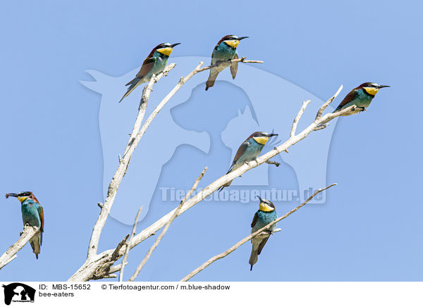 Bienenfresser / bee-eaters / MBS-15652