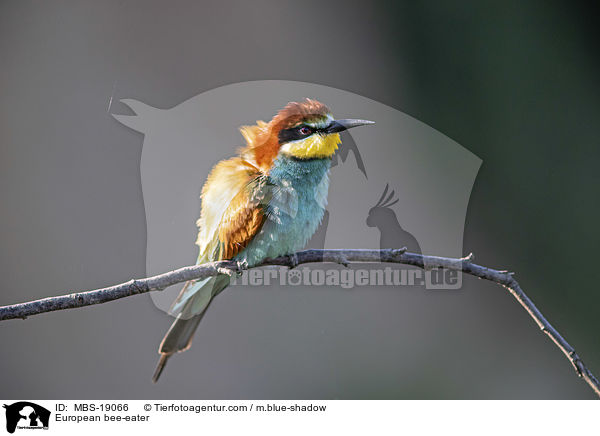 Europischer Bienenfresser / European bee-eater / MBS-19066