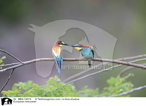 Europischer Bienenfresser / European bee-eater / MBS-19074