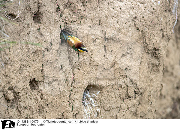 Europischer Bienenfresser / European bee-eater / MBS-19075