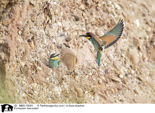 Europischer Bienenfresser / European bee-eater / MBS-19081