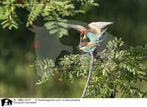 European bee-eater / MBS-19101