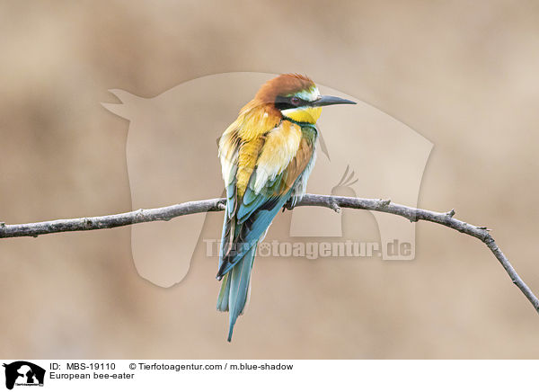 European bee-eater / MBS-19110