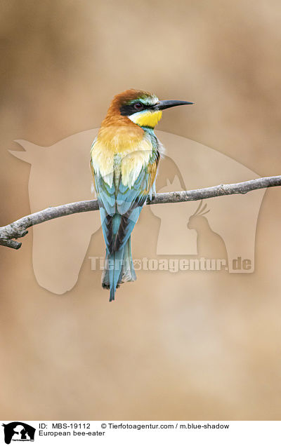 European bee-eater / MBS-19112