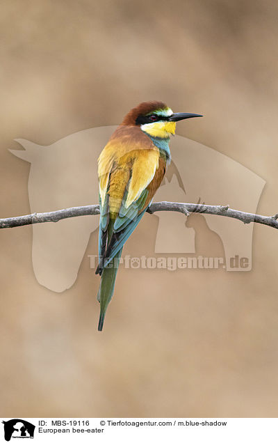 European bee-eater / MBS-19116