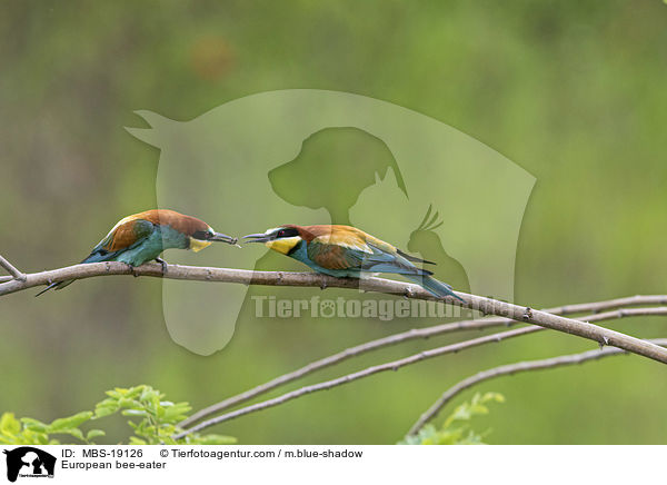 European bee-eater / MBS-19126