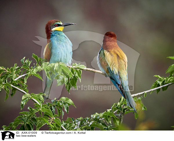 zwei Bienenfresser / two bee-eaters / AXK-01009