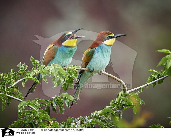 zwei Bienenfresser / two bee-eaters / AXK-01010