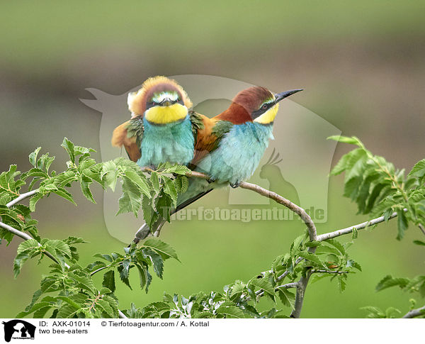 two bee-eaters / AXK-01014