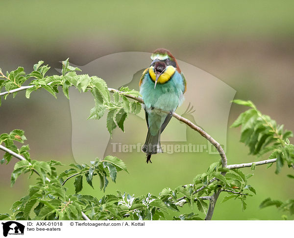 two bee-eaters / AXK-01018