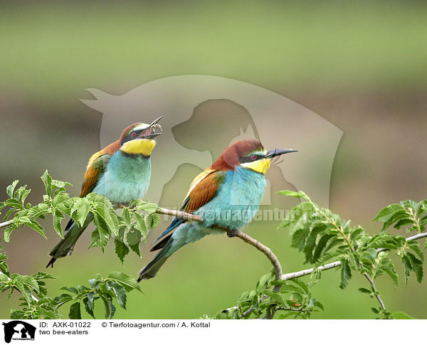 zwei Bienenfresser / two bee-eaters / AXK-01022