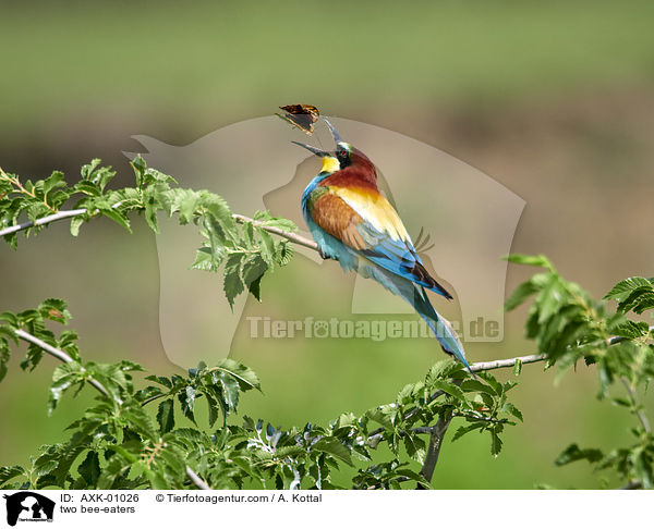 zwei Bienenfresser / two bee-eaters / AXK-01026