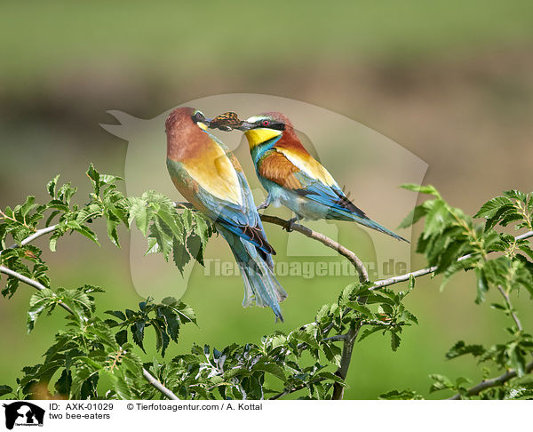 zwei Bienenfresser / two bee-eaters / AXK-01029