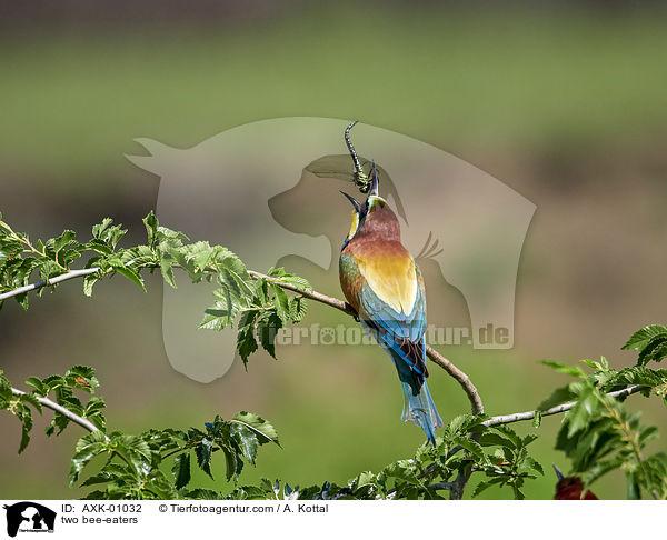 two bee-eaters / AXK-01032