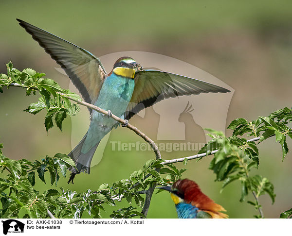 zwei Bienenfresser / two bee-eaters / AXK-01038