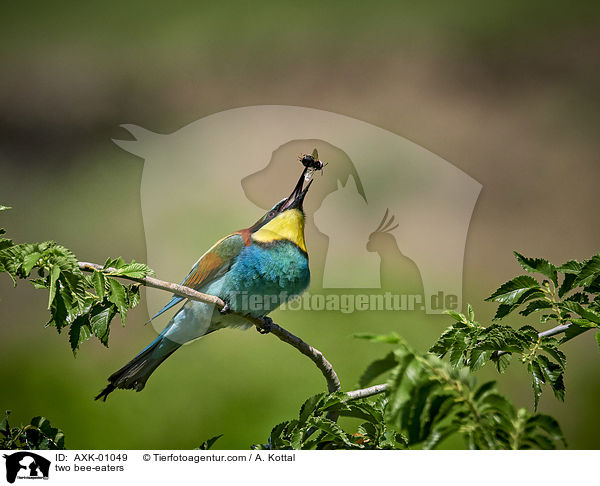 two bee-eaters / AXK-01049
