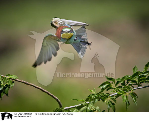 zwei Bienenfresser / two bee-eaters / AXK-01052