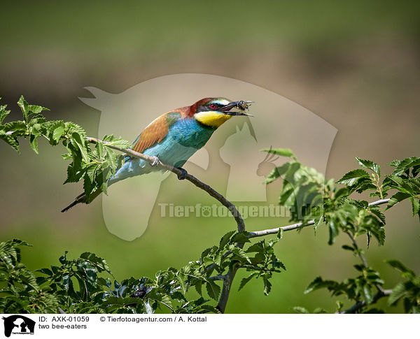 zwei Bienenfresser / two bee-eaters / AXK-01059