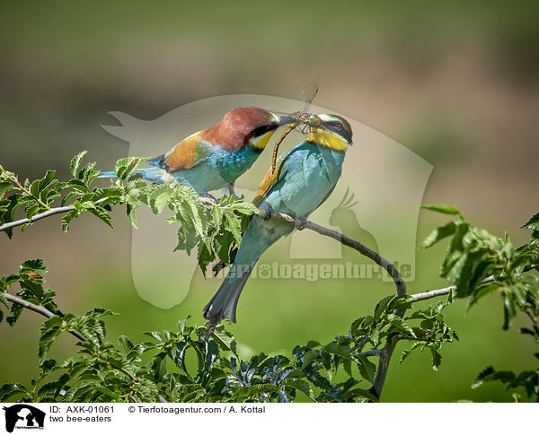 zwei Bienenfresser / two bee-eaters / AXK-01061