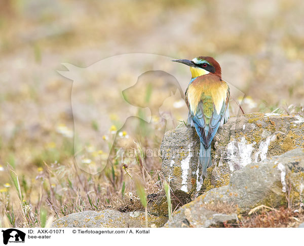 Bienenfresser / bee-eater / AXK-01071
